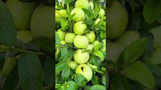 🌿Best method of propagate guava trees using some materials #propagate_guava_tree #gardening
