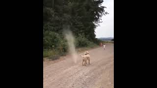 Dog vs dust devil / Укротитель торнадо