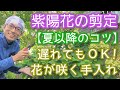 【アジサイの剪定(夏～秋編)】来年も花が咲く手入れのポイント(2024年8月)☝️💐