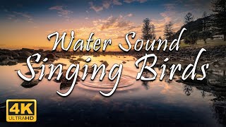 Singing Birds - Water Sound | 1 Hour of Birds Singing & Chirping | Relax/Sleep/Study/Meditation | 4K