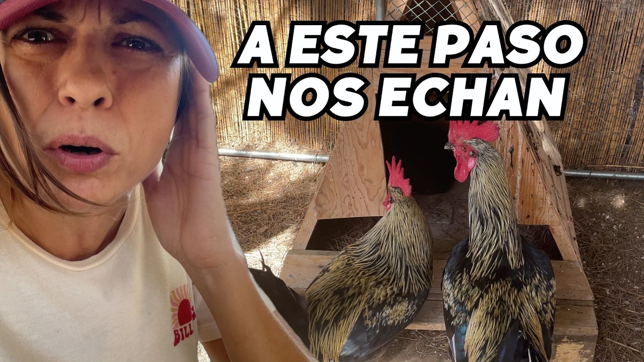 Cuidando la finquita, gallinero loco y calabazas deformes.  Vlog255