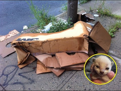 Video: Dog Goes For A Walk & Ends Up Menyelamatkan Kucing Terbengkalai Dalam Kotak