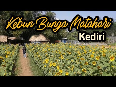 Kebun Bunga Matahari - Kediri