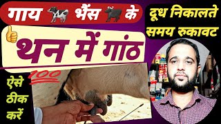 गाय  भैंस  के थन में गांठ का इलाज||Teat Tumor treatment|| थन में दूध कम आ रहा है!