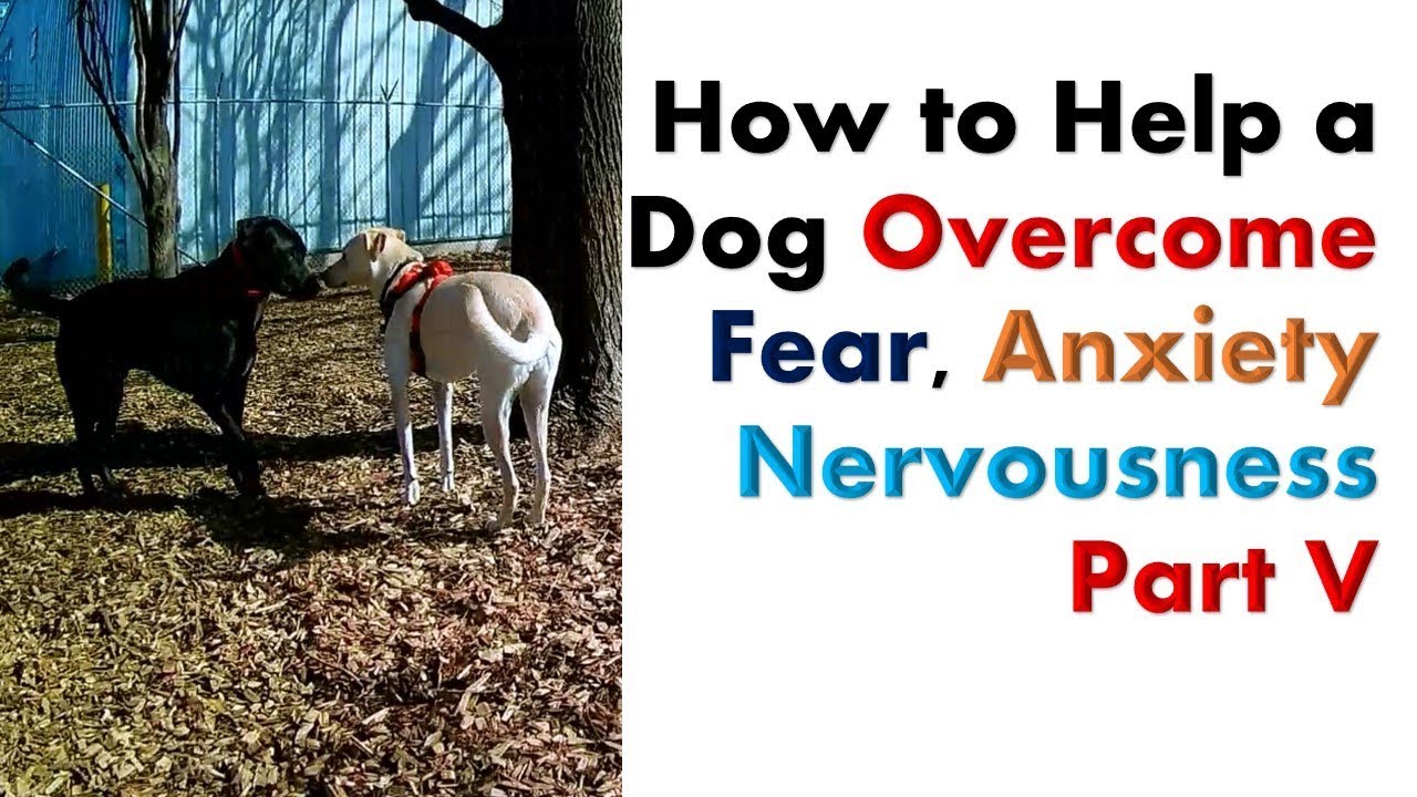 Part 5 How to Help a Dog their Fear, Anxiety and Nervousness Issues YouTube