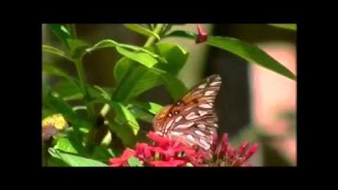 مقطع رائع من سورة النمل بصوت الشيخ محمد خليل القرم