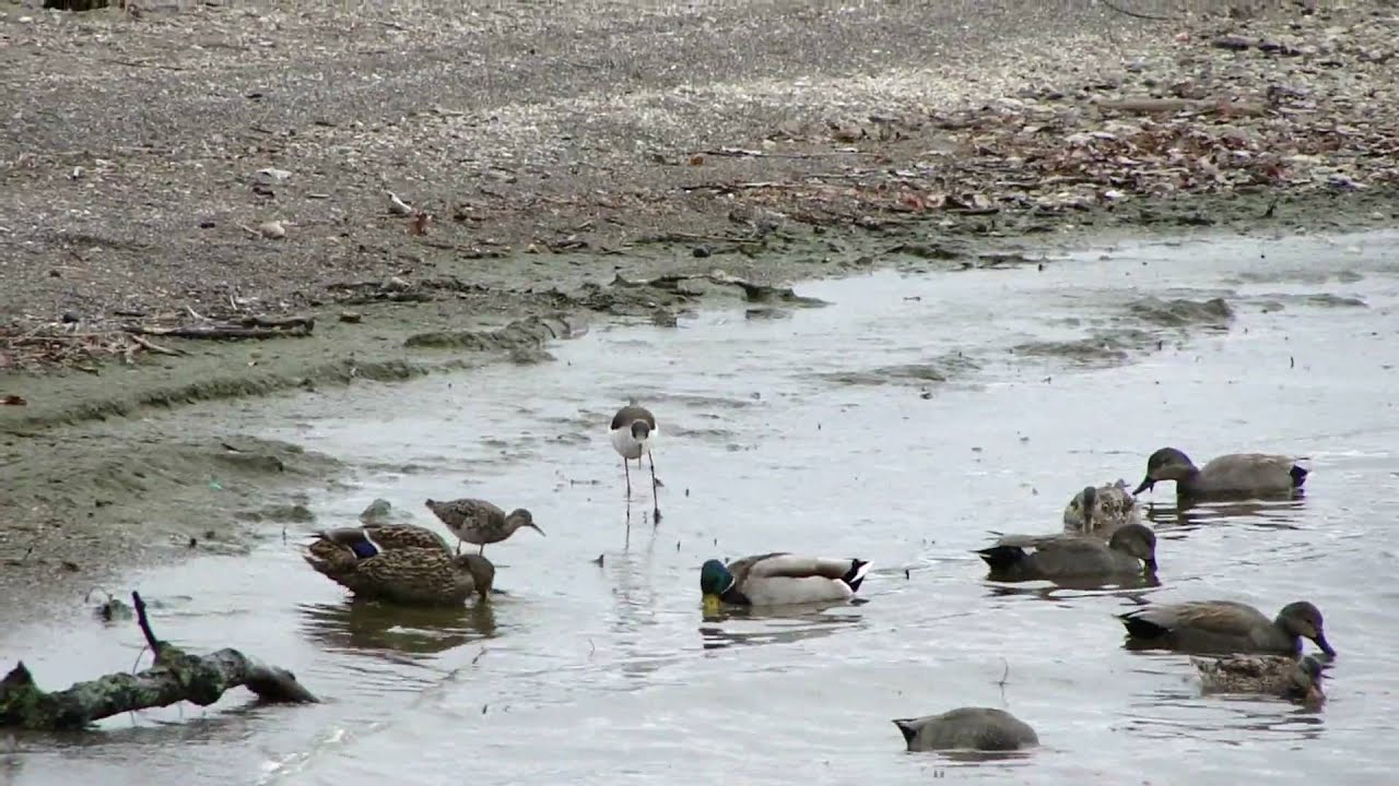 Echasse blanche - Combattant varié - Black-winged Stilt 