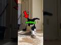 These Cats Love ACTING On Camera #animal #cat #acting #usa