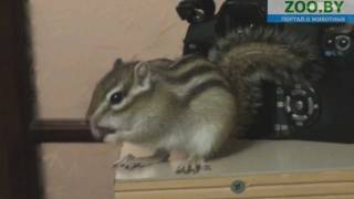Бурундуки Чип и Дейзи Бурундуки Чип и Дейзи