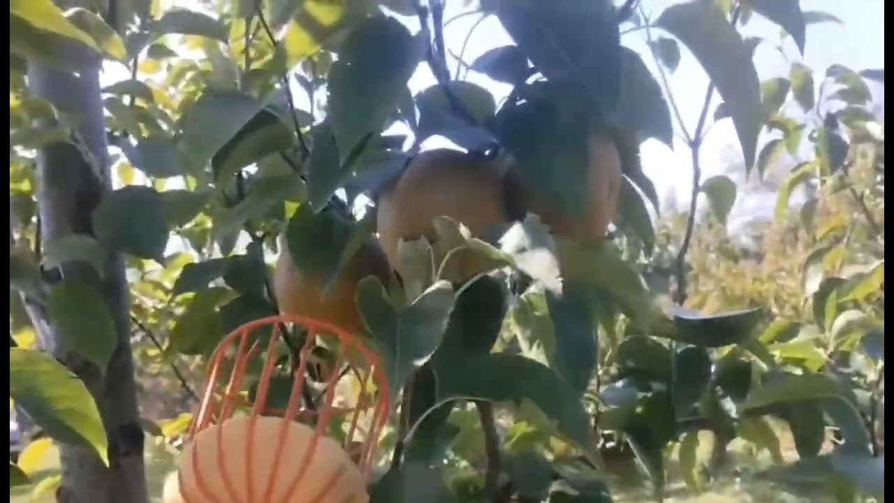 The Ultimate Fruit Picker Hack Review