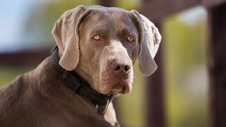 Weimaraner Recall Tr