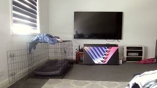 Opening To The Wiggles Toot Toot 1998 Vhs Australia