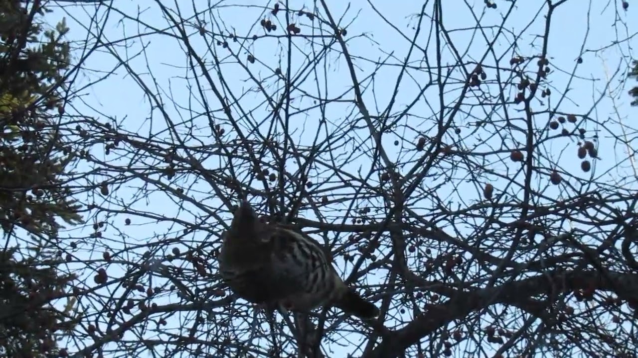 Воротничковые рябчики едят маленькие яблоки