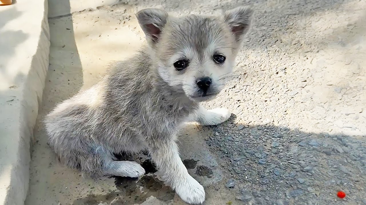 The injured puppy fled after being hit by a car, enduring pain and ...