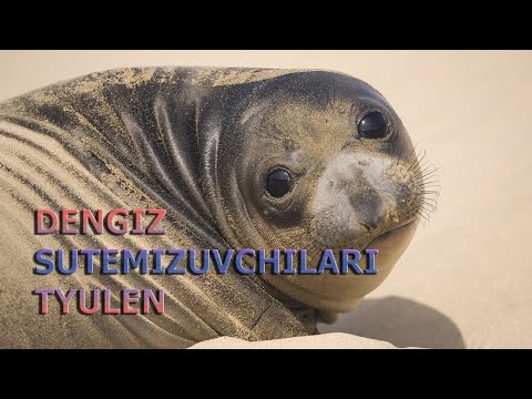 Video: Dengiz Bo'yidagi Bazel