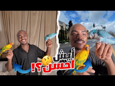 ما هو الببغاء الأفضل الكويكرالصن كنيور