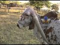 Seu Juarez cria uma vaca da raça Gir pura que tem longos chifres