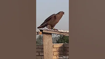 كل واحد عنده طيز عزيز نزل اعز طير ابسطحك 