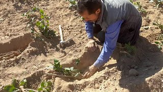 زراعة شجرة القات في اليمن | جنة اسحن 5 | زراعة القات مريس