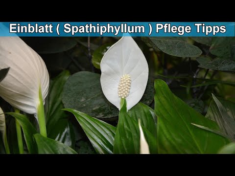 Video: Wie Pflegt Man Spathiphyllum In Innenräumen?