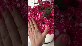 Петуния ампельная «Звёздное небо» 🌌 Petunia Night Sky — выращивание и уход #garden #петуния