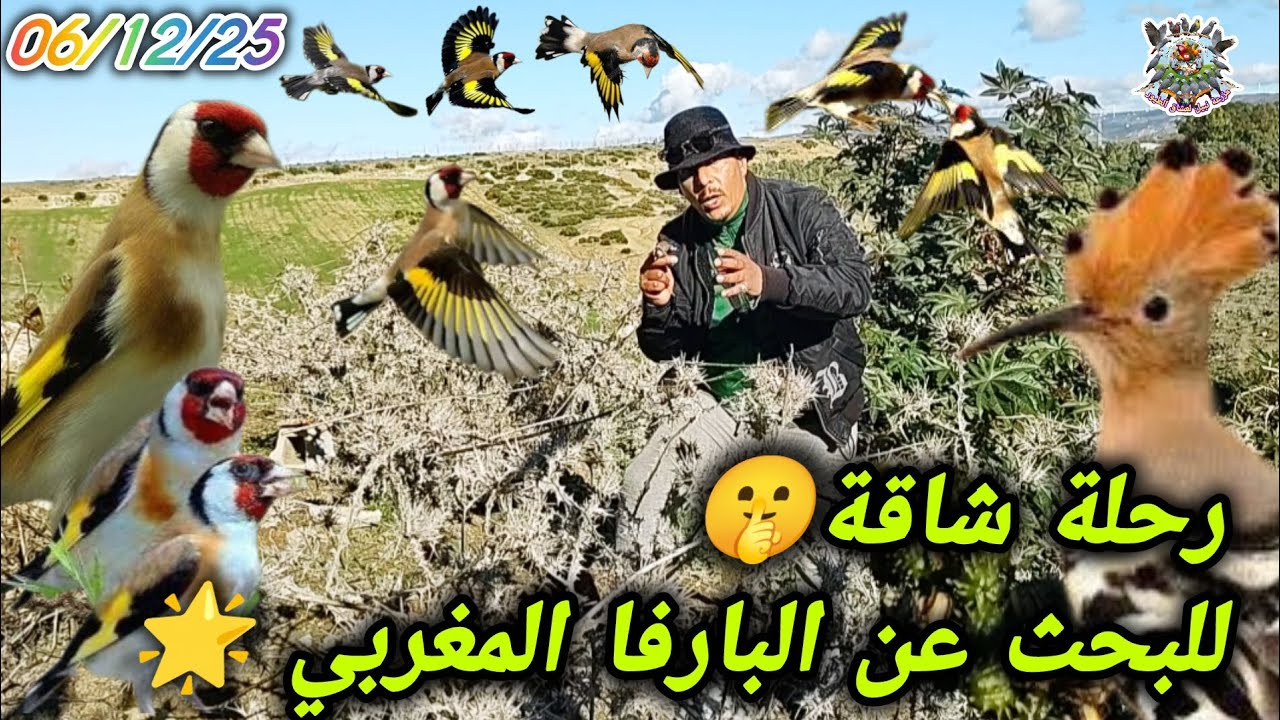 رحلة البارفا توثيق نادر للحسون المغربي الأصيل في موطنه بجبال الشمال المغرب 🏆💯