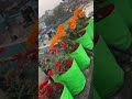 #flower 🌼