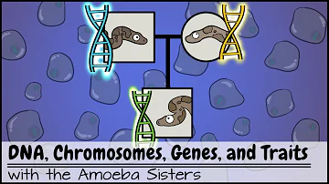 DNA, Chromosomes, Genes, and Traits: An Intro to Heredity