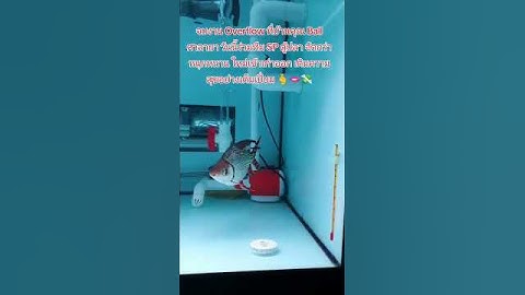 จบงาน Overflow ที่บ้านคุณ Ball ศาลายา วันนี้ร่วมทีม SP ตู้ปลา จัดกว่าหนุกหนาน ใหม่เข้าเก่าออก 🫰🫦💸