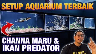 SETTING AQUARIUM IKAN CHANNA MARU RIAU & IKAN PREDATOR TERBAIK !!