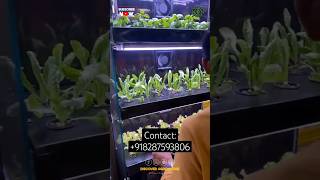 Growing Green Veggies inside IoT Based Glass Hydroponic System | Aquahyd #shorts