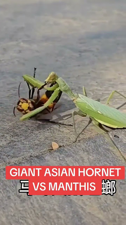 Giant Asian hornet Vs Manthis. #shorts