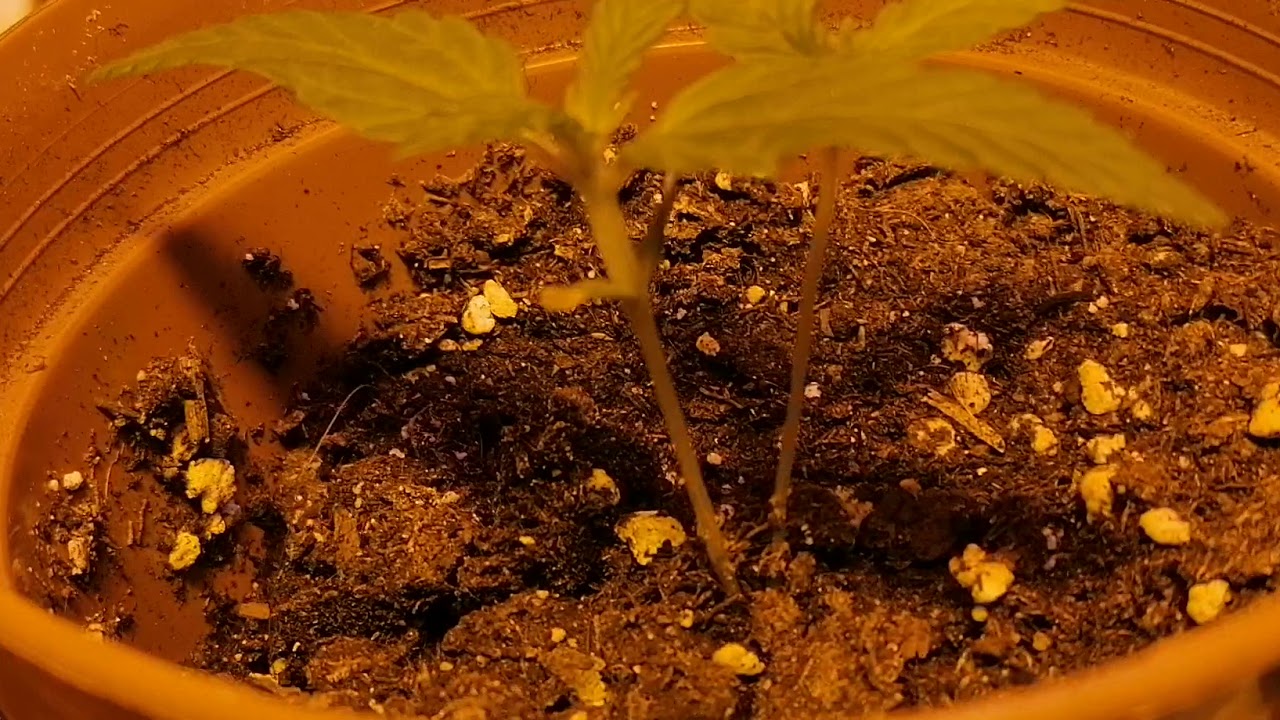 Pink runtz x zkittles