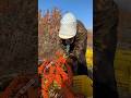 Shorts Agriculture Farming2024 Youngfarmers Shot EliteShortsUnleashed 2644