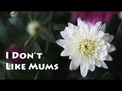 Video: Feit over chrysantenbloemen - zijn moeders eenjarige of meerjarige bloemen