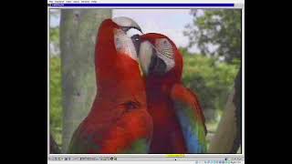 OS/2 Warp 4.52 in VirtualBox playing MACAW.AVI
