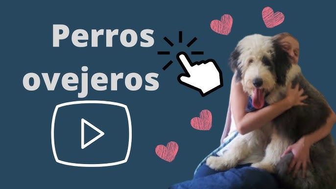 Cachorros Viejo Pastor Ingles Machos y Hembras – ❤️ZooMercado❤️