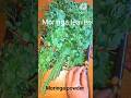 Moringa leaves powder # helthy drink #shorts #shortfeed ##yt studio # medicine # helthy benefits