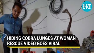 Cobra Lunges At Woman After Being Found Curled Up In A Shoe Spine-Chilling Rescue Clip