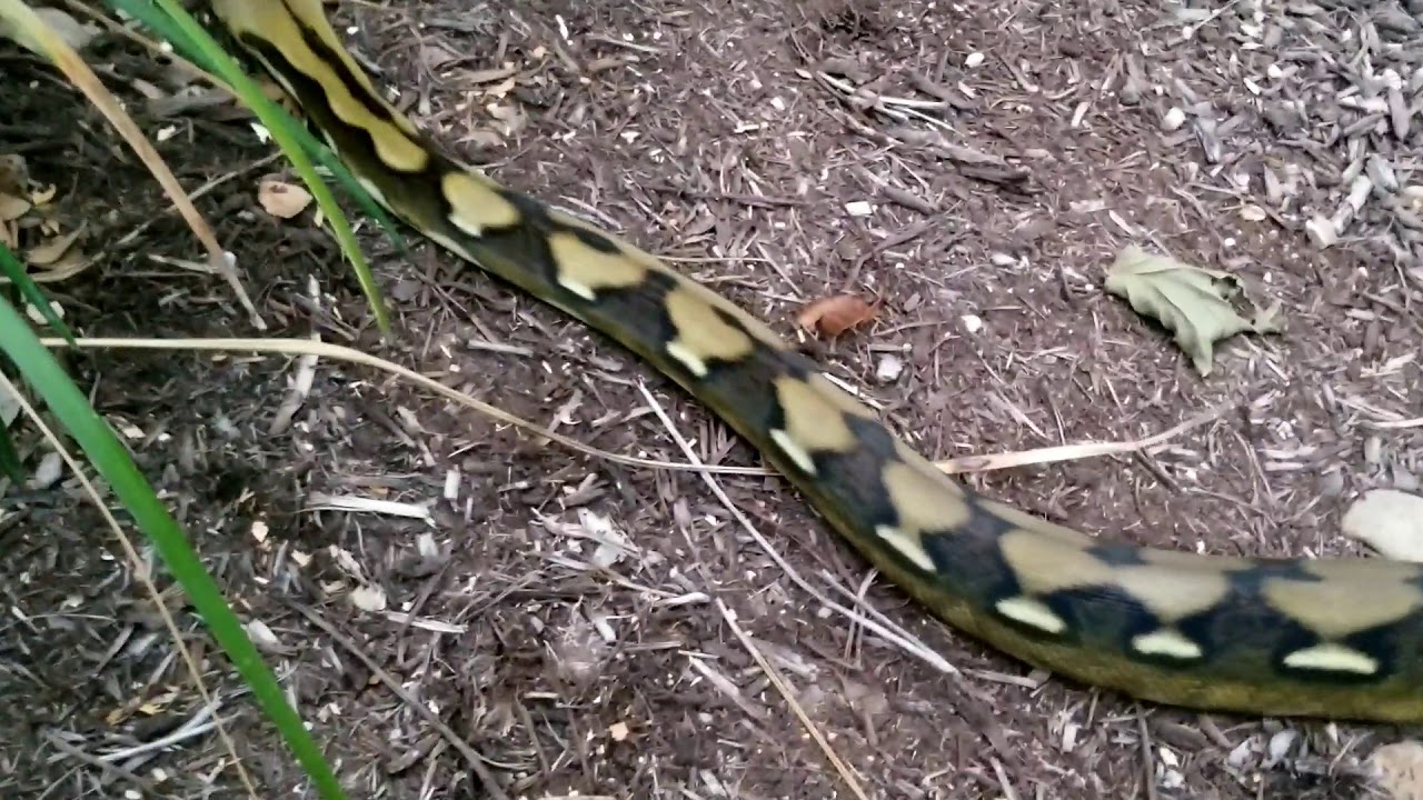 Reticulated Python and Russian Blue. A playful moment. - YouTube