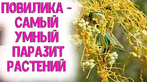 ПОВИЛИКА - САМЫЙ УМНЫЙ ПАРАЗИТ РАСТЕНИЙ. Как и чем бороться с повиликой в огороде, в теплице?