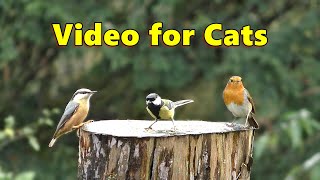 Birds in The Gentle Rain ~ Videos for People to Watch with Their Cats