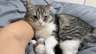 腕枕してもらってご機嫌なおもち猫と一緒に添い寝します。。。