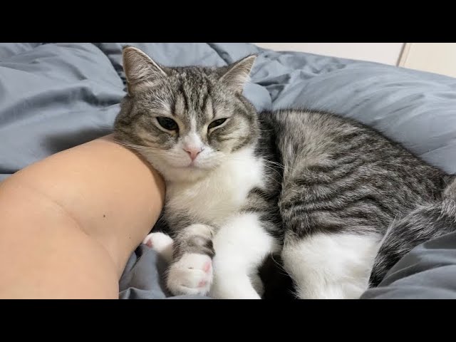 腕枕してもらってご機嫌なおもち猫と一緒に添い寝します。。。 - YouTube