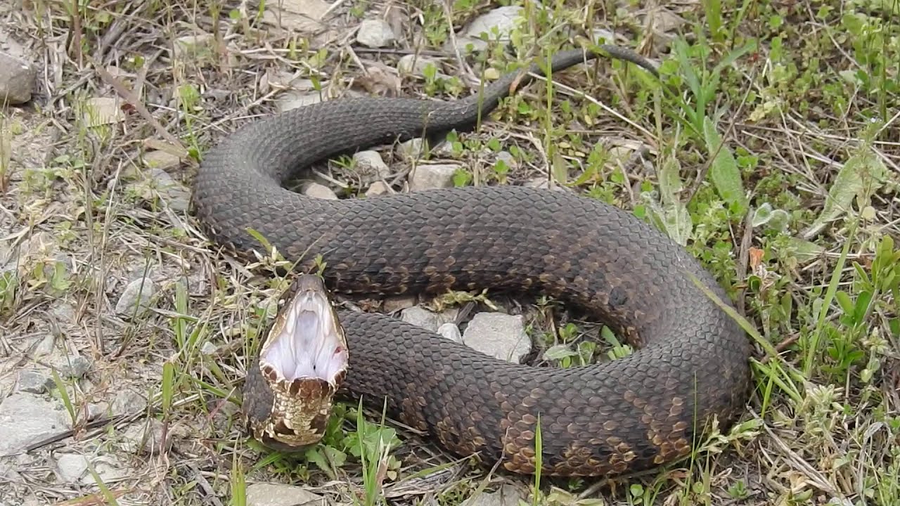 Cottonmouth Snake YouTube