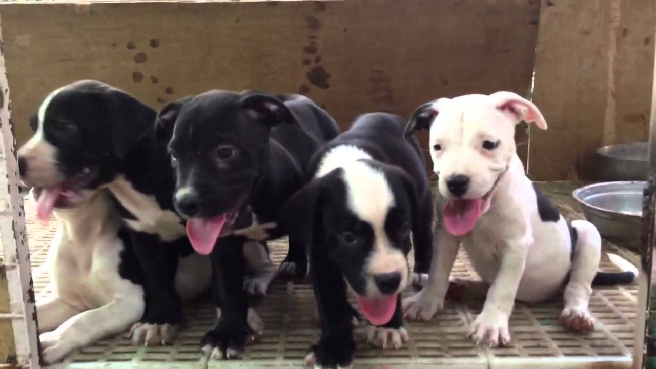 american bulldog cross puppies