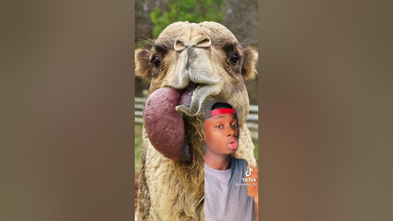 Can camels pull their stomach out of their mouth? Fact check - YouTube