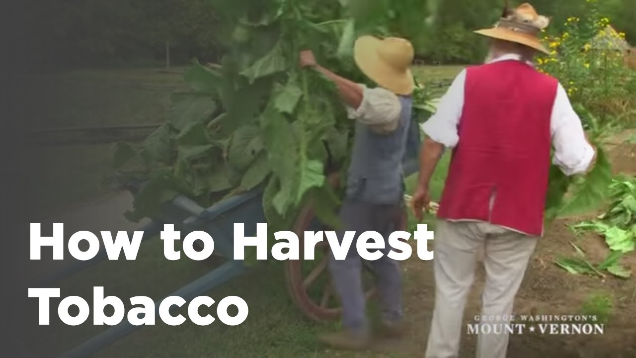 Harvesting Tobacco in the 18th Century