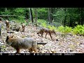 Logging Road Trail Cam Videos