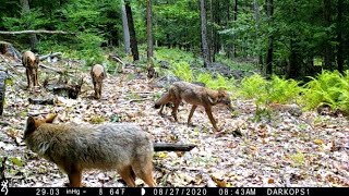 Logging Road Trail Cam Videos